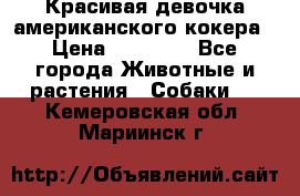 Красивая девочка американского кокера › Цена ­ 35 000 - Все города Животные и растения » Собаки   . Кемеровская обл.,Мариинск г.